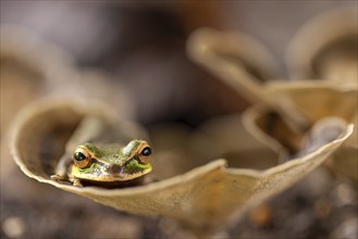 Masked tree frog (Smisisa phaeata), frogs (Rana), Costa Rica, Central America