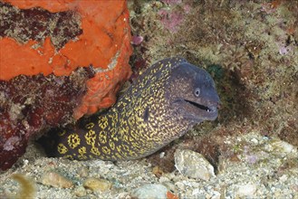 Curious Mediterranean moray eel (Muraena helena) peeking out of its rocky cave, dive site Cap de