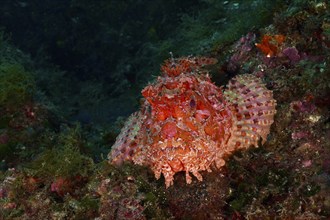 Portrait of red scorpionfish (Scorpaena scrofa) with distinct patterns on the seabed, dive site Cap