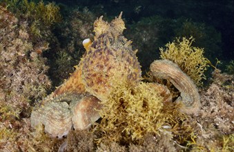 A camouflaged octopus, Common Octopus (Octopus vulgaris), on an algae-covered seabed, dive site Cap