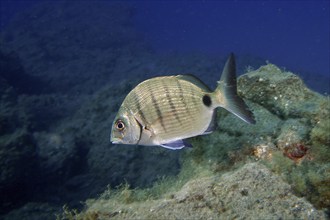 A single goat bream (Diplodus sargus cadenati) swimming in deep blue water near rocks, dive site