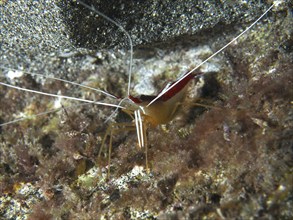 Atlantic white-banded cleaner shrimp (Lysmata grabhami) at night, dive site Playa, Los Cristianos,