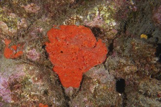 A bright red blood sponge (Batzella inops), marine sponge, on a rock, dive site Roca Jolia, Las