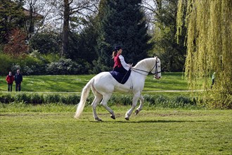 Demonstration, rider Julia Temmler during liberty dressage on Knabstrupper, white mare, baroque