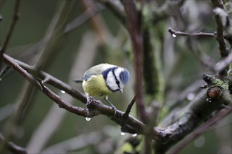 Blue tit (Cyanistes caeruleus), songbird, tree, winter, Germany, Close-up of a colourful blue tit