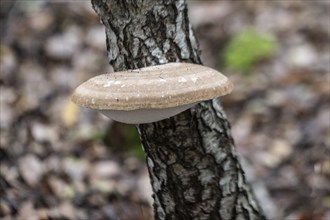 Birch spore (Fomitopsis betulina), Emsland, Lower Saxony, Germany, Europe