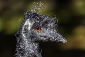 Emus (Dromaius), portrait, captive, Germany, Europe