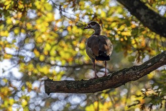 Egyptian goose (Alopochen aegyptiaca) sitting in a tree, Germany, Europe