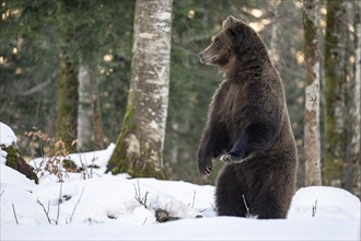 European brown bear (Ursus arctos arctos) in the forest, bear in the snow, winter, Notranjska