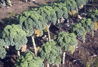 Curly kale broccoli plants growing in vegetable garden