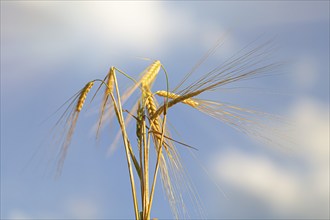 Golden ears of wheat against a blue sky