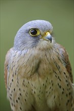 Common kestrel (Falco tinnunculus), male, portrait, North Rhine-Westphalia, Germany, Europe