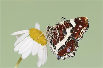 Landcarts or Landcarts butterfly (Araschnia levana f. prorsa), butterfly of the summer generation,