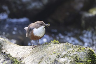 White-throated Dipper (Cinclus cinclus), at a torrent with larvae in its beak,