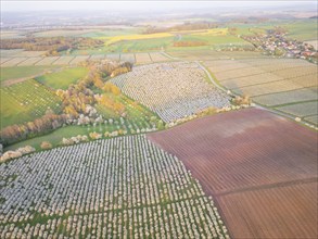 Orchards in bloom near Wittgensdorf in the Eastern Ore Mountains, Wittgensdorf, Saxony, Germany,