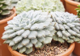 Beautiful succulent plant in greenhouse. Closeup, floral patterns, selective focus