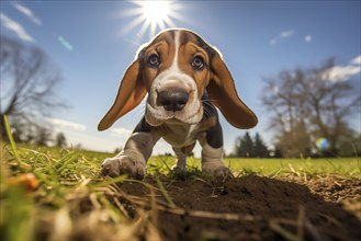 A close-up shot of a playful Basset Hound puppy with floppy ears, exploring the outdoors, AI