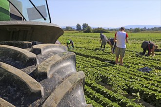 Agriculture lettuce harvest: Harvest workers from Romania harvest Mini Romana in Hockenheim