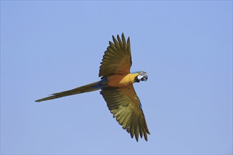 Blue and yellow macaw (Ara ararauna), flying, captive, occurring in South America