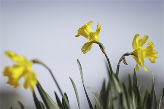 Daffodils in bloom in Berlin, 27/03/2024