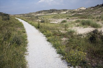 The Dunes between Scheveningen and Katwijk Holland