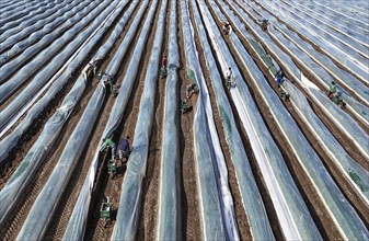 The first asparagus is harvested from a foil-covered asparagus field, Beelitz, 26/03/2024