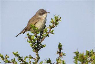 Lesser whitethroat (Sylvia curruca), perch, Quirnheimer Berg, Bad Dürkheim district,