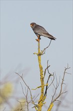 Red-footed Falcon, (Falco vespertinu), perching station, falcon family, Tower Hide, Tiszaalpár,