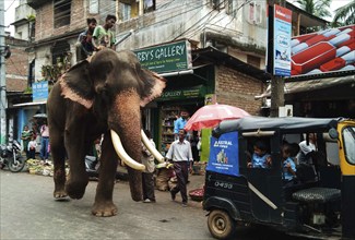 An elephant walking in the street of Guwahati city in Assam, India as school kids are smiling in