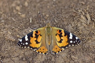 Thistle butterfly, (Vanessa cardui), Cynthia cardui, top view, Kaiserstuhl, Baden-Württemberg,