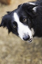 Bordercolli, herding dog on the North Sea island of Borkum, 18.05.2024