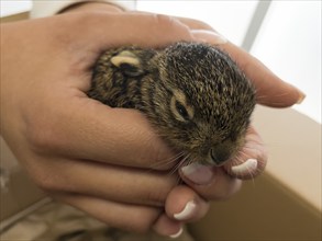 Veterinary assistant holds orphaned european rabbit (Oryctolagus cuniculus) a few days old wild