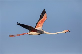 Greater flamingo (Phoenicopterus roseus), flight photo, side view, East Khawr / Khawr Ad Dahariz,