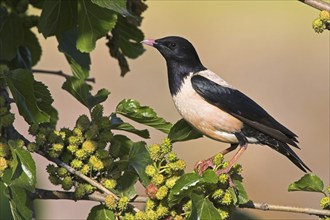 Rosy starling (Sturnus roseus), starling family, East River, Lesbos Island, Greece, Europe