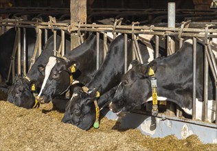 Dairy cows, cow, dairy cow, loose housing, loose housing, stable, silage, feed, cattle, black and