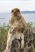 A monkey sitting alone on a bush with a sea background, Gibraltar, Barbary macaque (Macaca