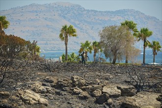 Trees and palm trees in front of a burnt landscape, hills and the sea in the background suggest