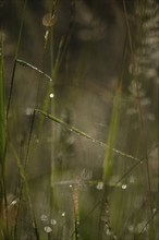 Summer meadow with morning dew, Germany, Europe