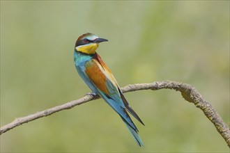 Bee-eater (Merops apiaster) sitting on a branch looking backwards, Wildlife, Lake Neusiedl National