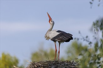 White stork (Ciconia ciconia), Germany, Europe