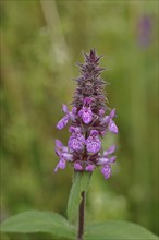 Hedge woundwort (Stachys sylvatica), inflorescence on a forest path, Wilnsdorf, North