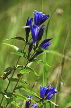 Swallow-root gentian (Gentiana asclepiadea), August, Bavaria, Germany, Europe