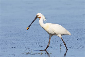 Spoonbill (Platalea leucorodia), adult bird striding through shallow water, adult bird in