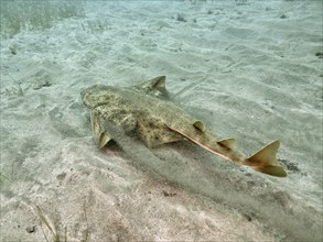 An angel shark (Squatina squatina) swims along the sandy seabed. Dive site El Cabron marine