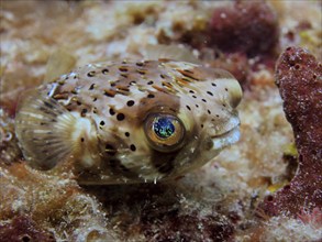 Small pufferfish with blue spotted eye, brown spotted hogfish (Diodon holocanthus), on coral. Dive