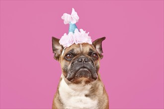 French Bulldog dog with birthday party hat on pink background