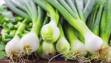 Vegetable, spring onion or spring onion, also known as winter onion, Allium fistulosum