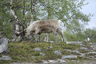 Reindeer (Rangifer tarandus) male, domesticated animal with strong velvet antlers in the tundra in