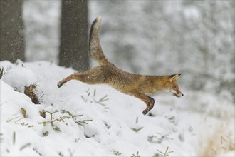 Red fox (Vulpes vulpes), mid-jump on snowy ground in a forest, capturing a moment of dynamic