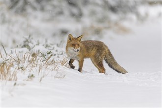 Red fox (Vulpes vulpes), standing in a snowy landscape with some grass peeking through the snow,